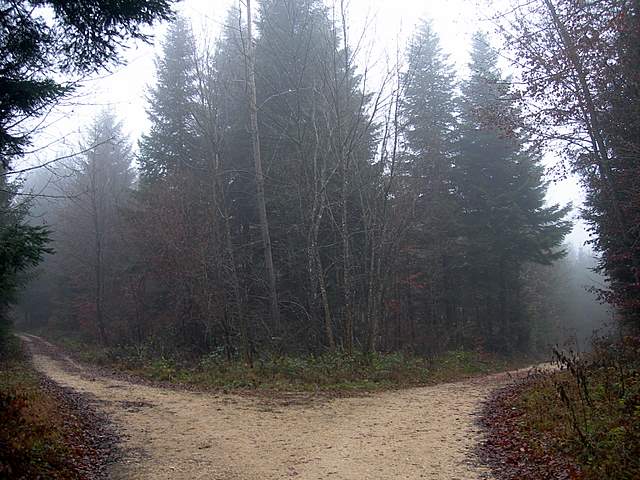 La Foresta della valle di Kaltbrunnental